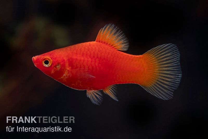 Roter Platy, Xiphophorus maculatus