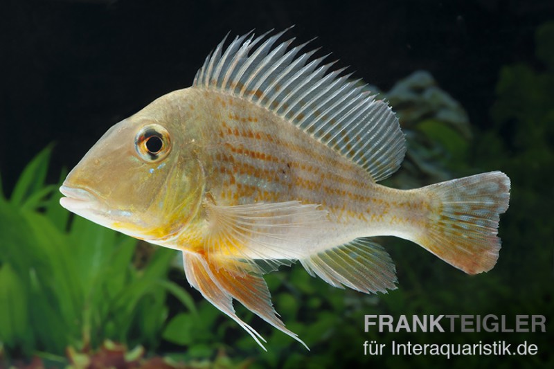 Rotstreifen-Erdfresser, Geophagus surinamensis