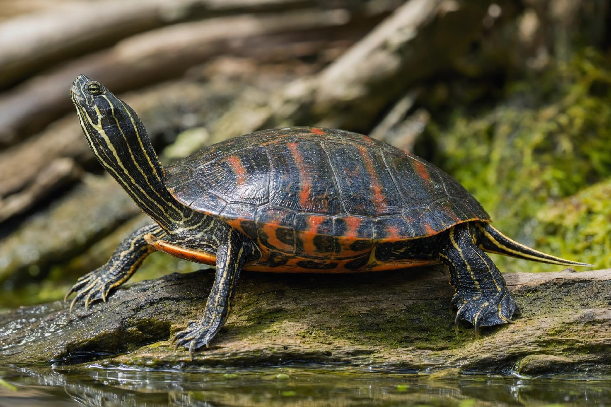 Florida-Rotbauch-Schmuckschildkröte, Pseudemys nelsoni