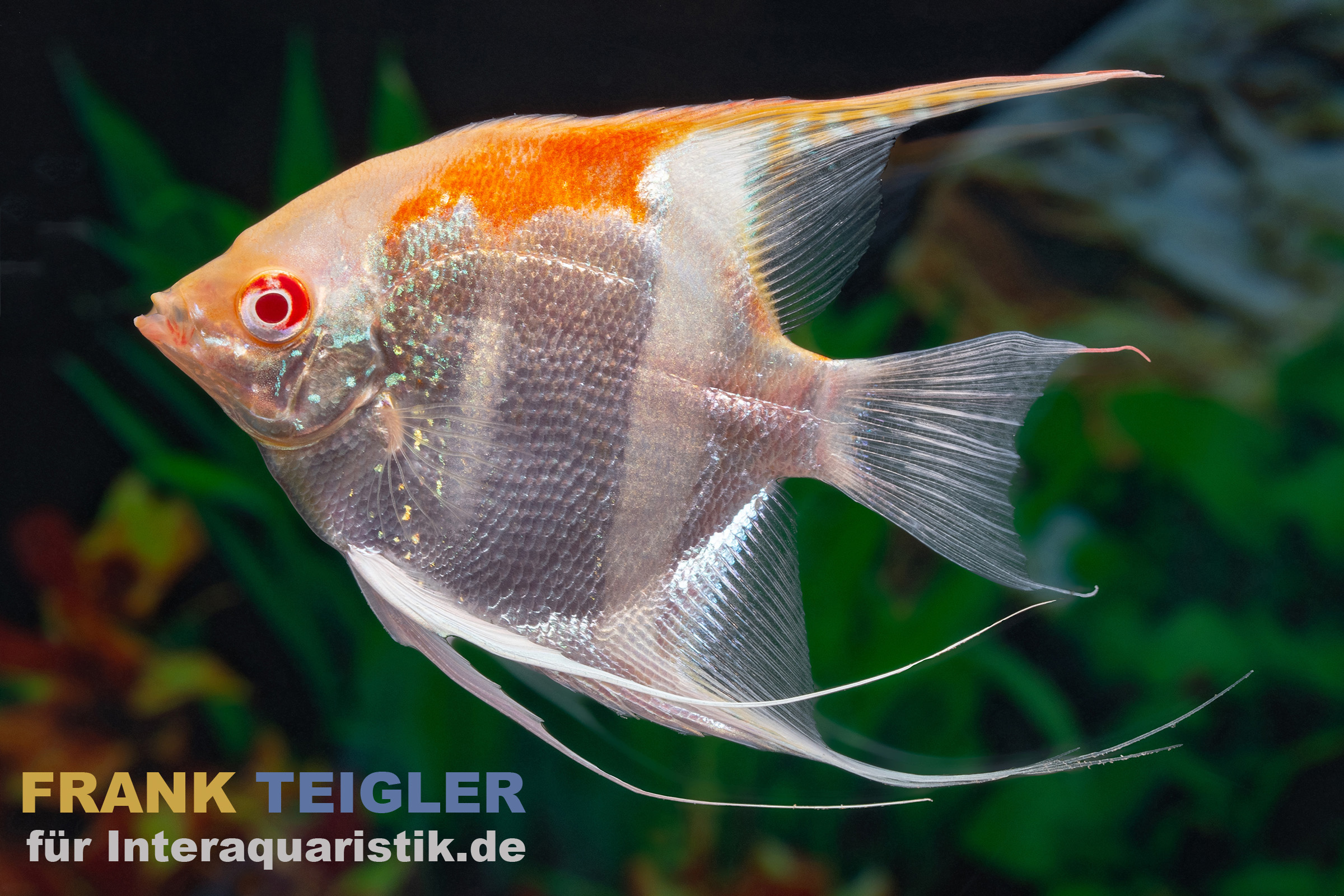 Goldener Manacapuru Rotrückenskalar (Pterophyllum scalare) Manacapuru Gold Albino mit hellem Körper und intensiv rotem Rücken, hohe Flossen, elegante Form und ruhige Schwimmhaltung im Aquarium