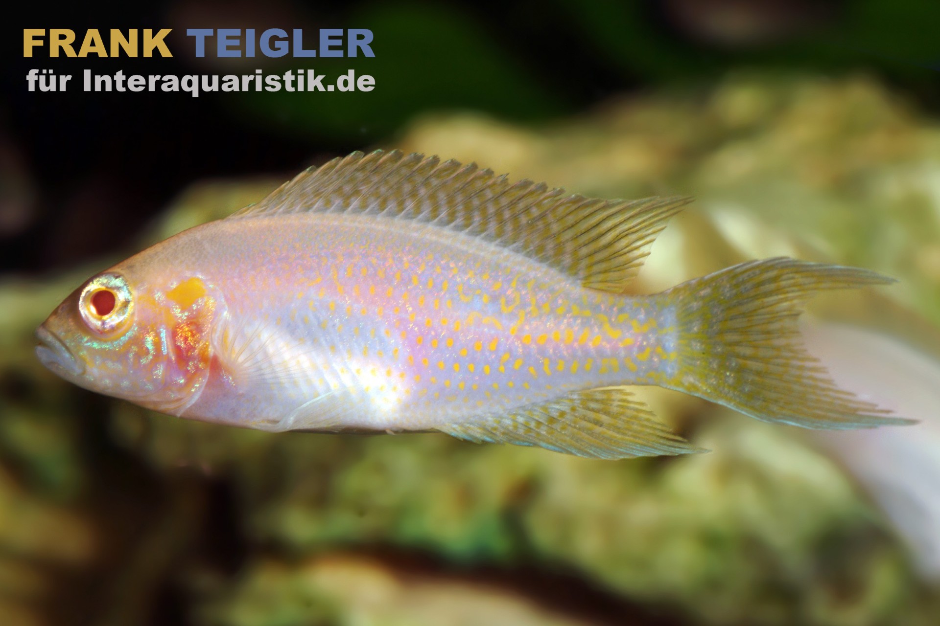 Feenbarsch Albino, Neolamprologus brichardi