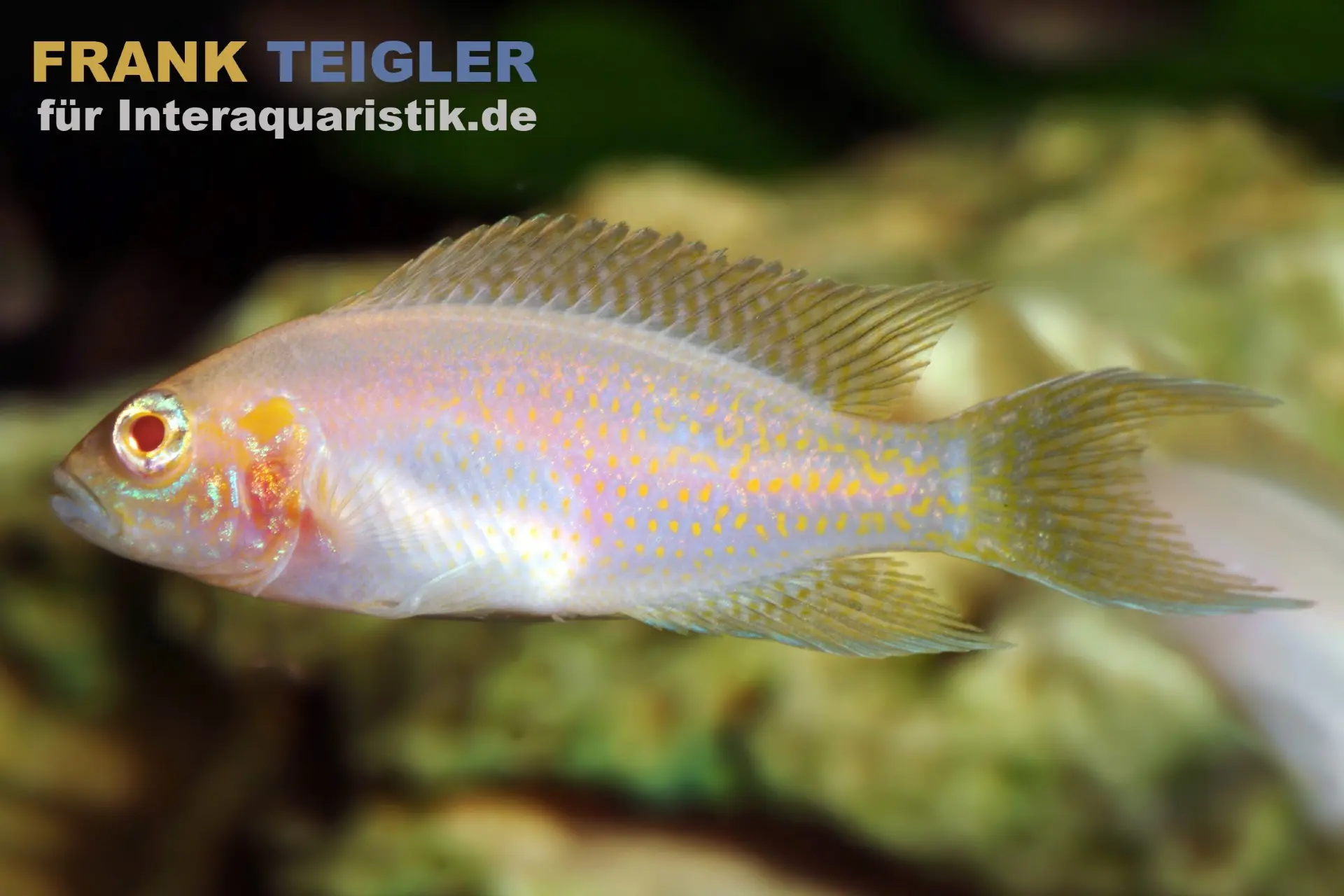 Feenbarsch Albino, Neolamprologus brichardi