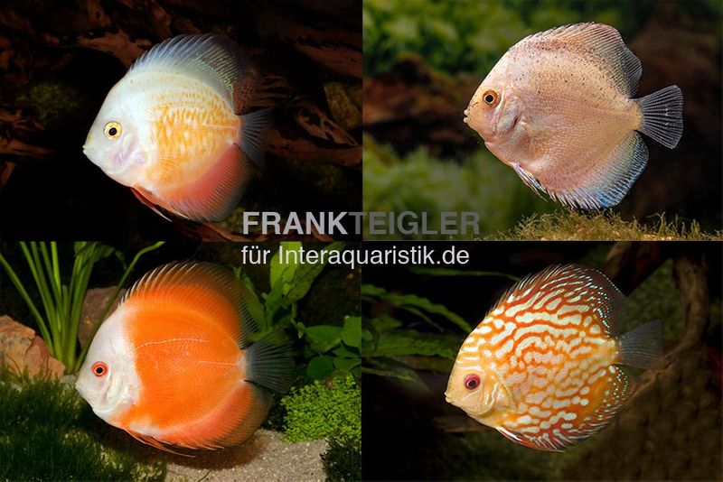 3 x Diskusfisch ASIA-NZ im Mix, Symphysodon discus, S 5-6 cm