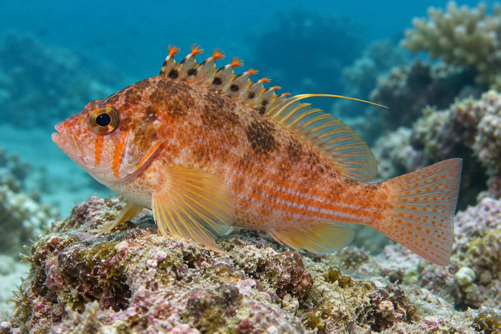 Orangener Korallenwächter, Cirrhitichthys bleekeri