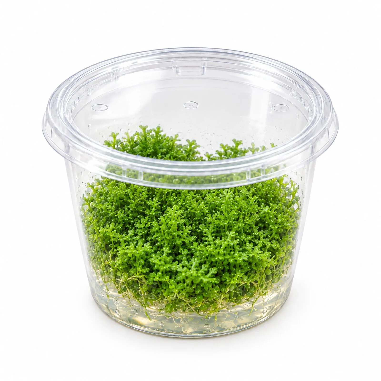 Korallenmoos, Riccardia chamedryfolia, In Vitro