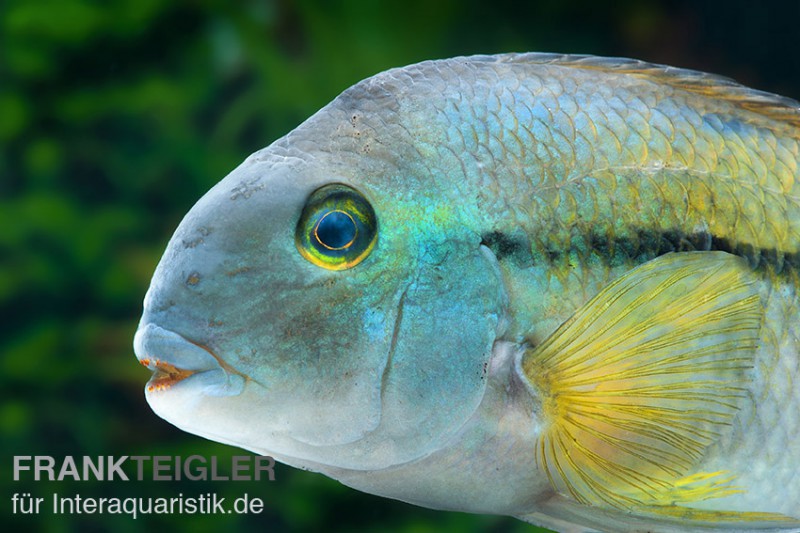 Nicaraguabuntbarsch, (ex. Cichlasoma) nicaraguense