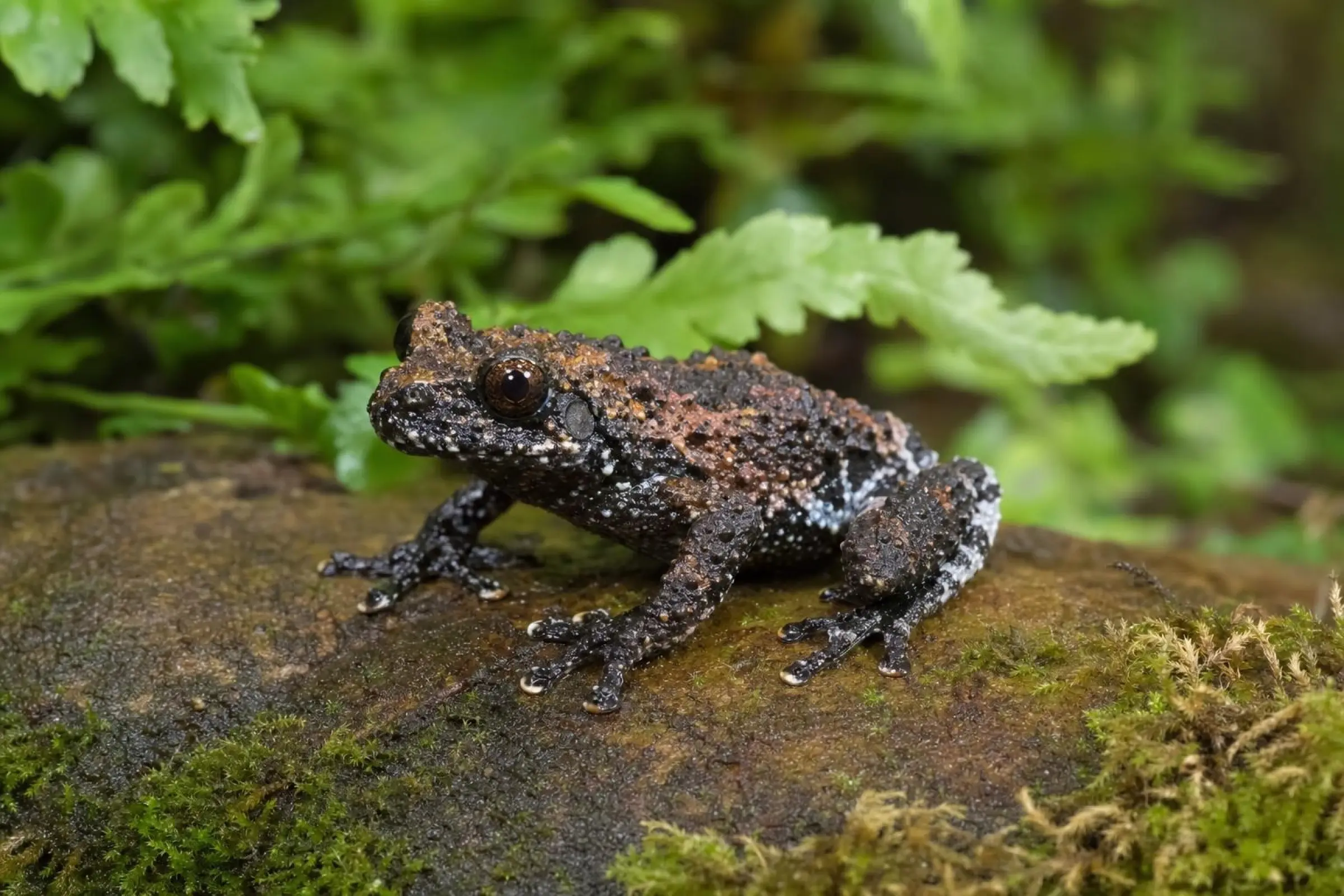Flechten-Moosfrosch, Theloderma stellatum