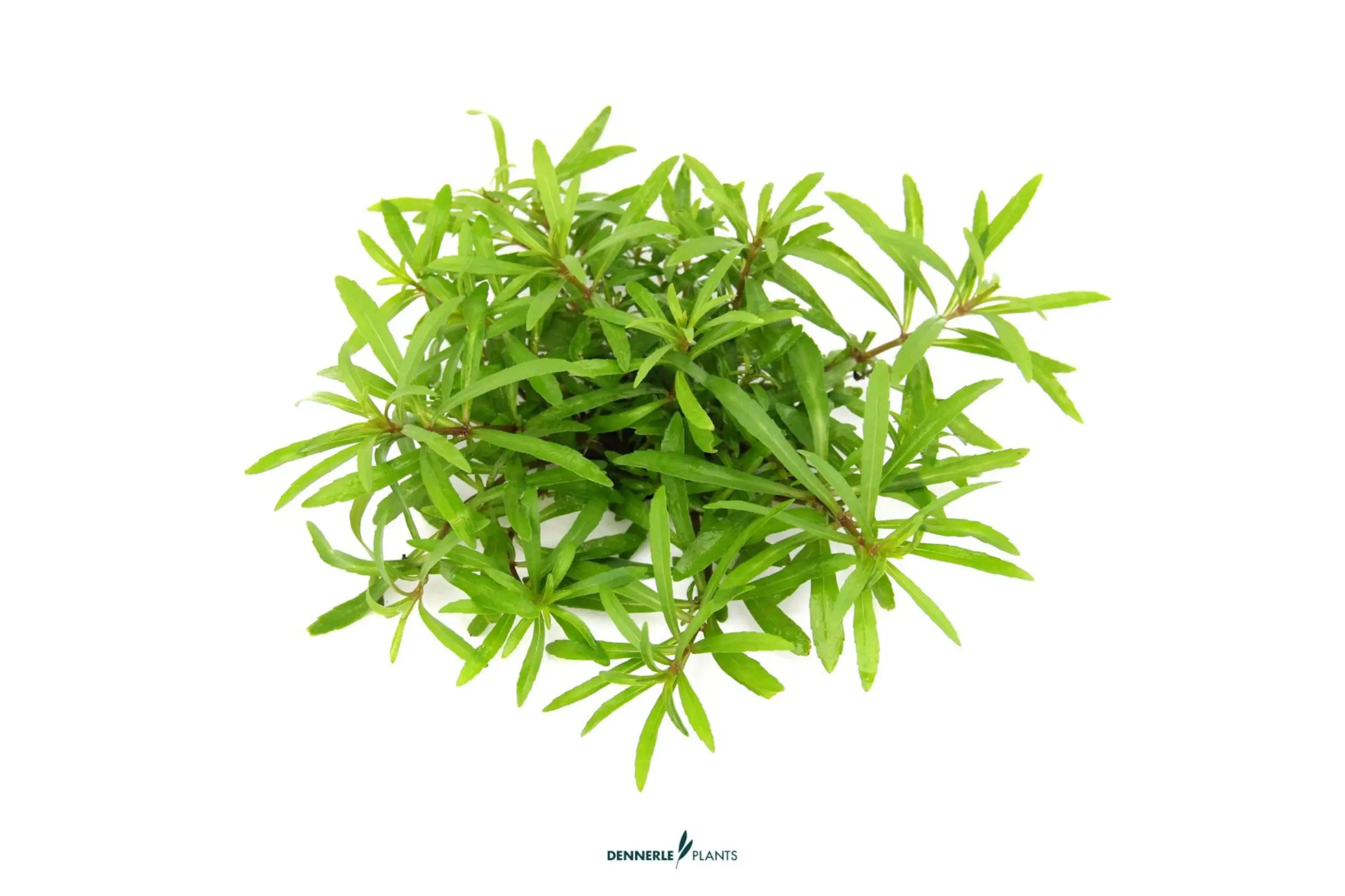 Vierblättriger Wasserstern,  Pogostemon quadrifolius, im Topf (Abverkauf)