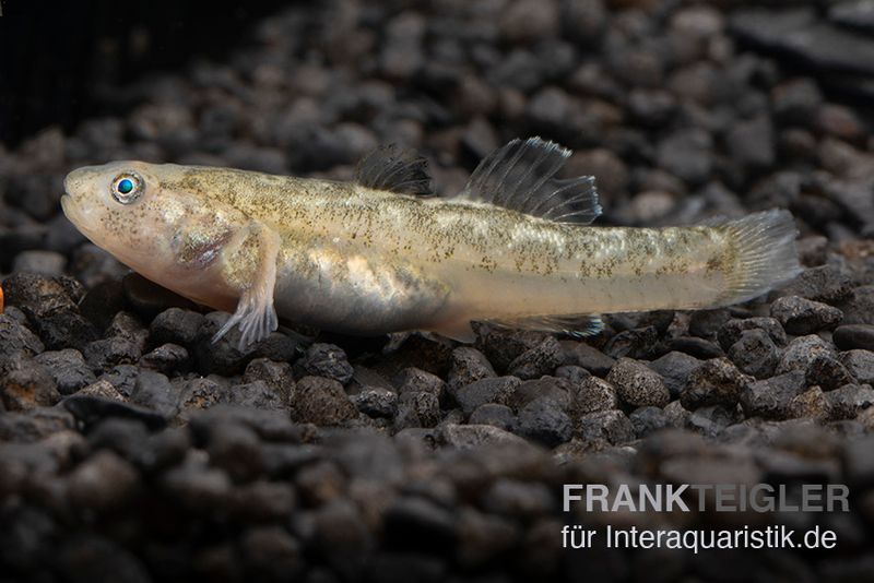 Australische Wüstengrundel, Chlamydogobius eremius