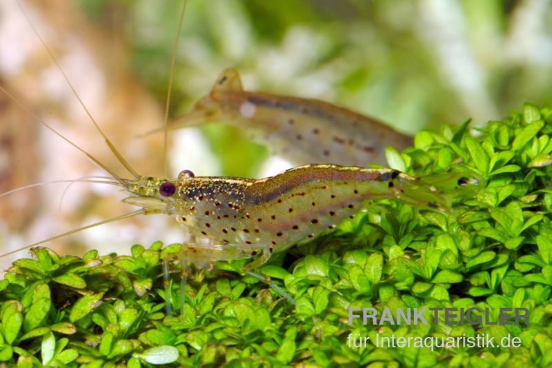 Amanogarnele S 0,5-1,5 cm, Caridina multidentata