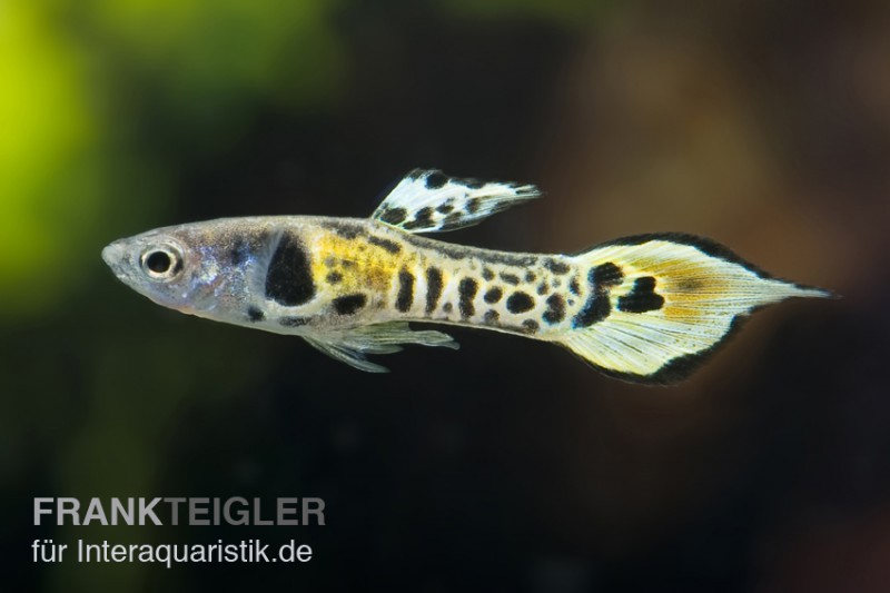 Tiger Endler Guppy, Poecilia wingei Tiger (Minifisch)