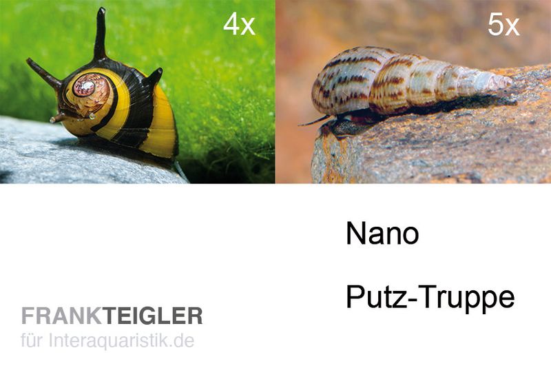 Nano Putz-Truppe: 4x Geweihschnecke + 5x Turmdeckelschnecke