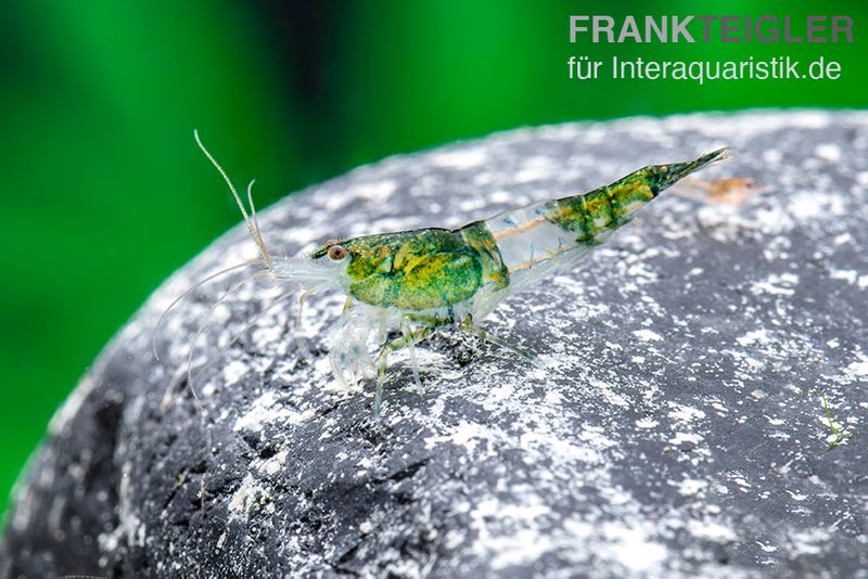 Green Rili Shrimp, Neocaridina davidi