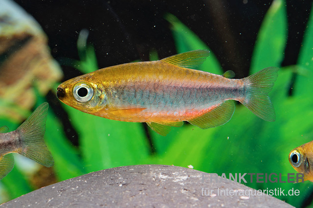 Oranger Kongosalmler, Phenacogrammus cf. aurantiacus "Bandundu Orange"