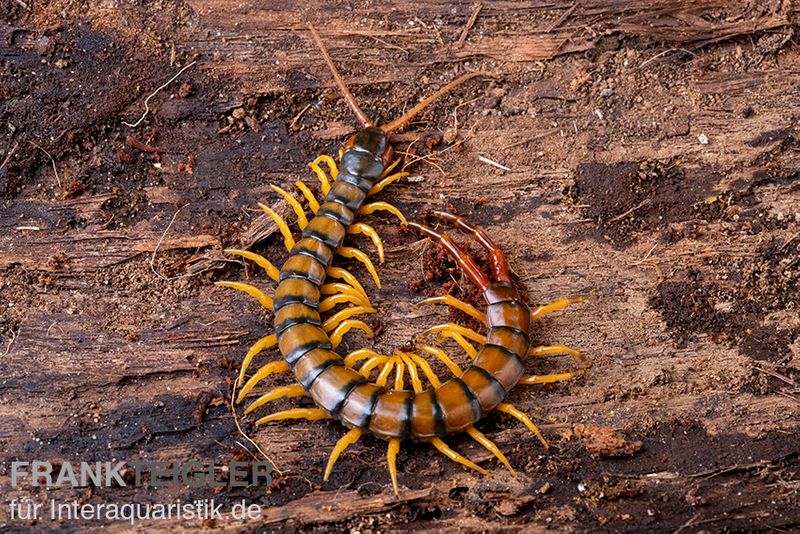 Trigonopodus-Hundertfüßer, Ethmostigmus trigonopodus Niger, Orange