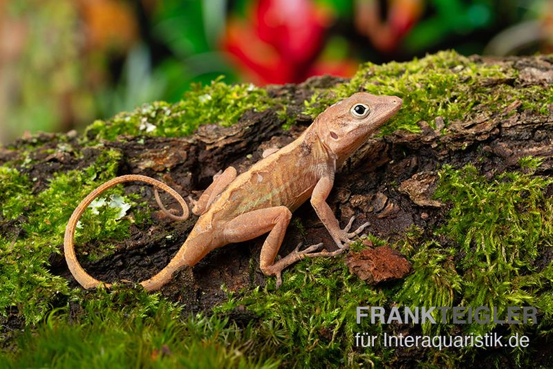 Dickkopfanolis, Anolis cybotes, Paar