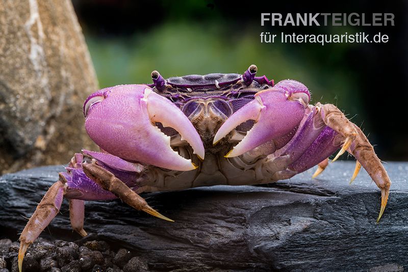 Lila Spider Crab, Neosarmatium sp. Purple, Paar (1 Männchen + 1 Weibchen)