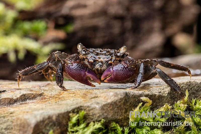 Lila Scheren Mangrovenkrabbe, Parasesarma sp. "Lilac Claw", Zufällig ausgewählt