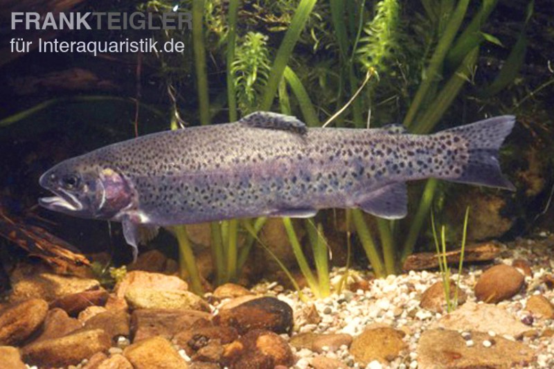 Regenbogenforelle, Oncorhynchus mykiss (Kaltwasser)