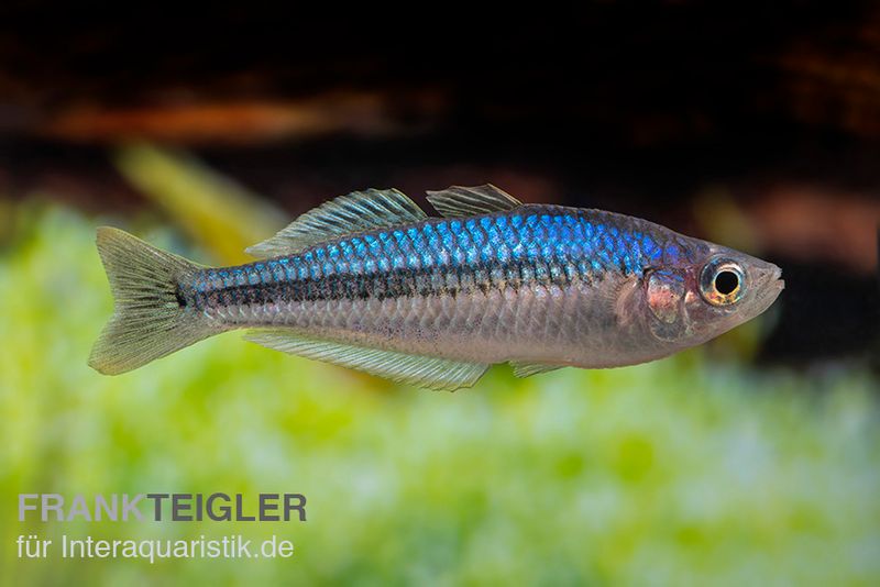 Blauer Zwergregenbogenfisch, Melanotaenia pygmaea