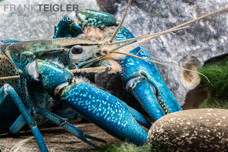 Blauer Papua-Flusskrebs, Cherax communis