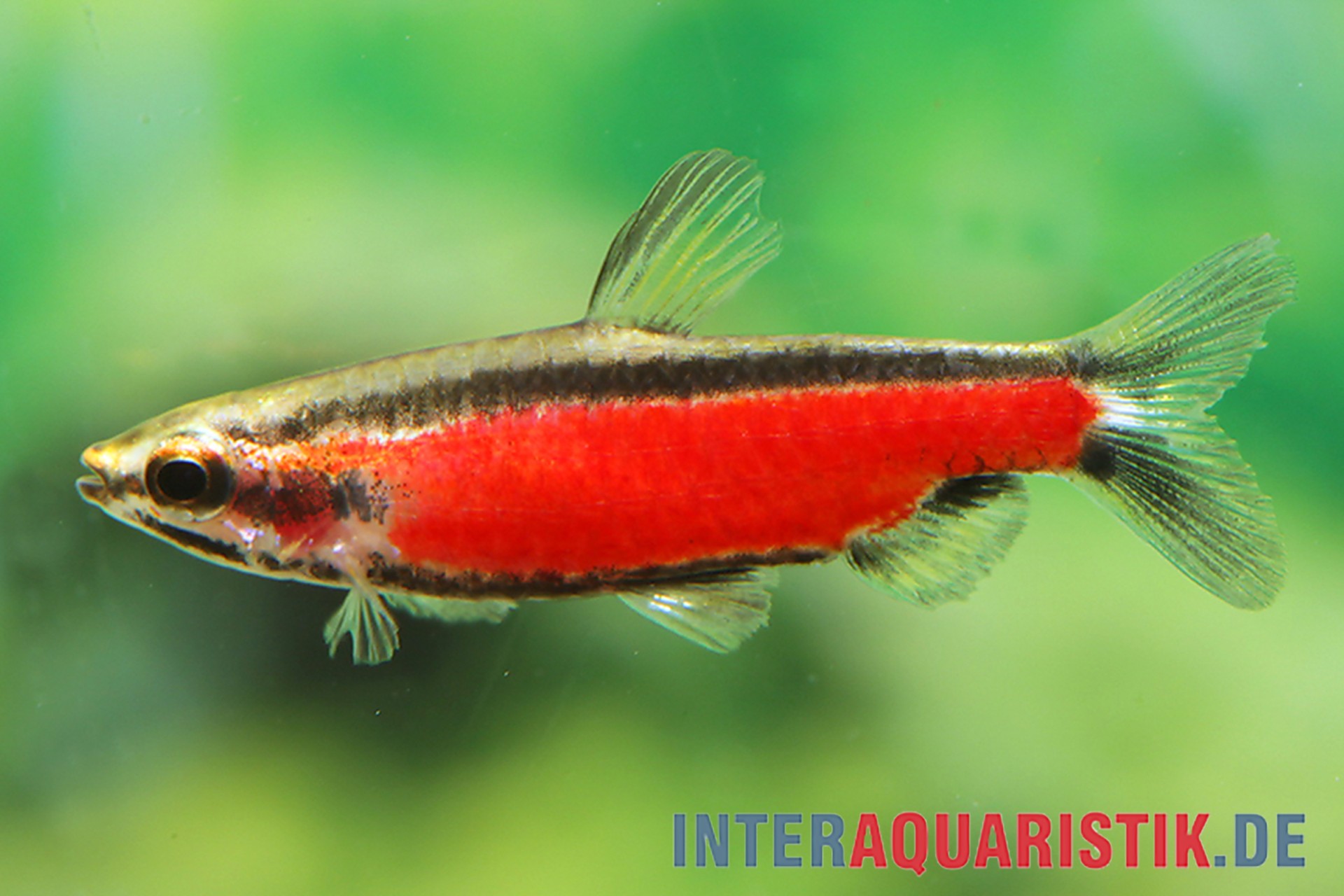 Cenepa-Zwergziersalmler, Nannostomus sp. "Cenepa rot"