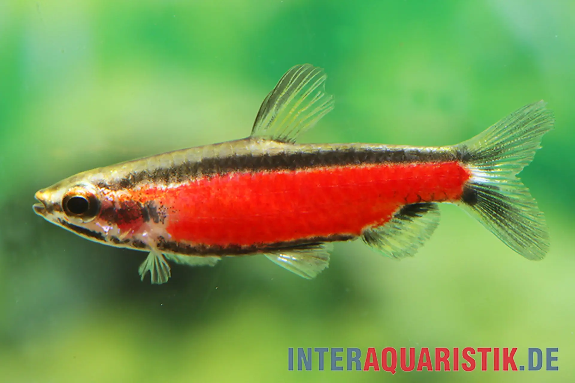 Cenepa-Zwergziersalmler, Nannostomus sp. "Cenepa rot"