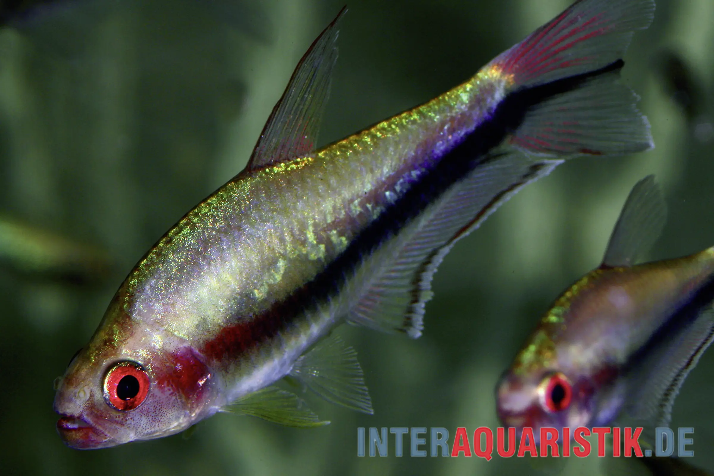 Regenbogentetra, Nematobrycon lacortei