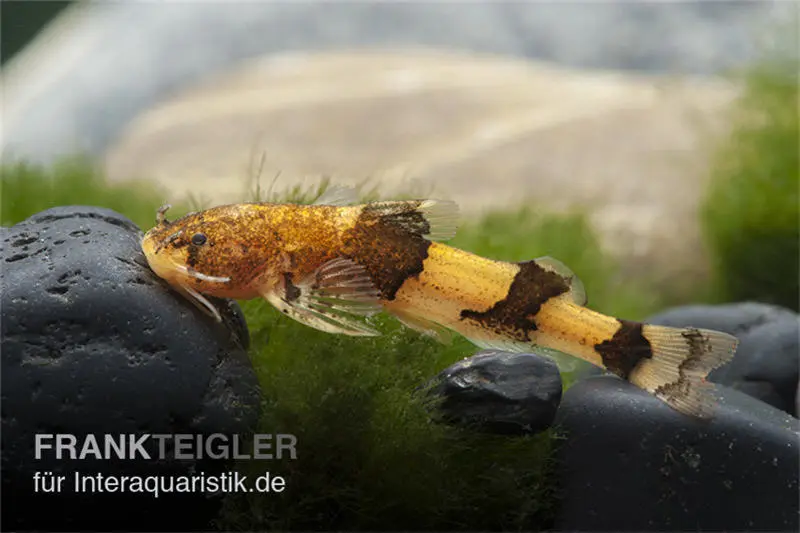 Wespenwels, Akysis vespa, 2,5-4 cm