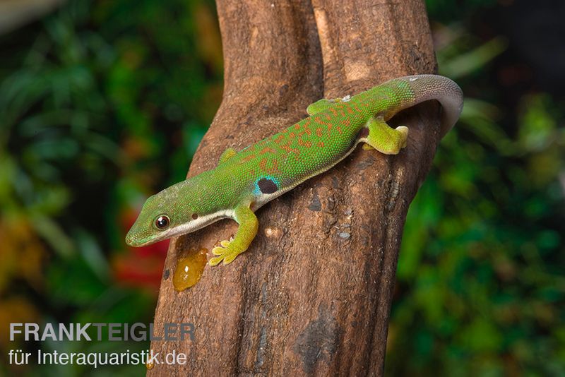 Streifengecko, Phelsuma lineata