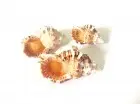 Schneckenhaus Zebra, beige, 4-7 cm, 3 Stück