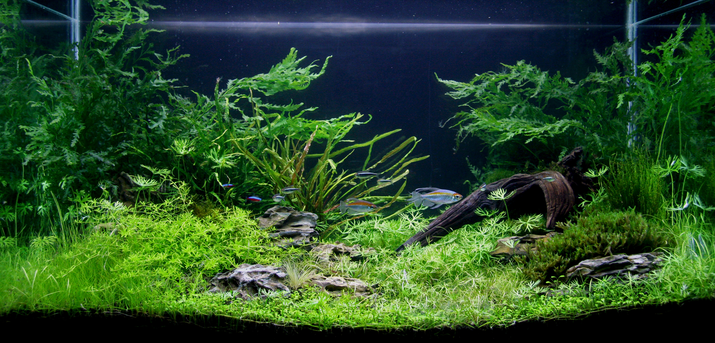 Echte Pflanzen im Aquarium