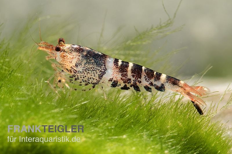 TiBee-Garnele schwarz, Tigerbiene, Caridina spec.