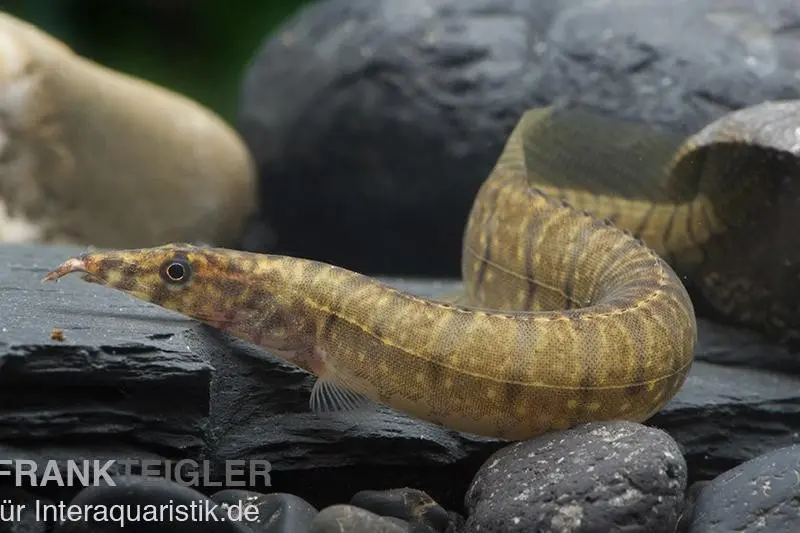 Zebrastachelaal, Mastacembelus zebrinus (Macrognathus zebrinus)