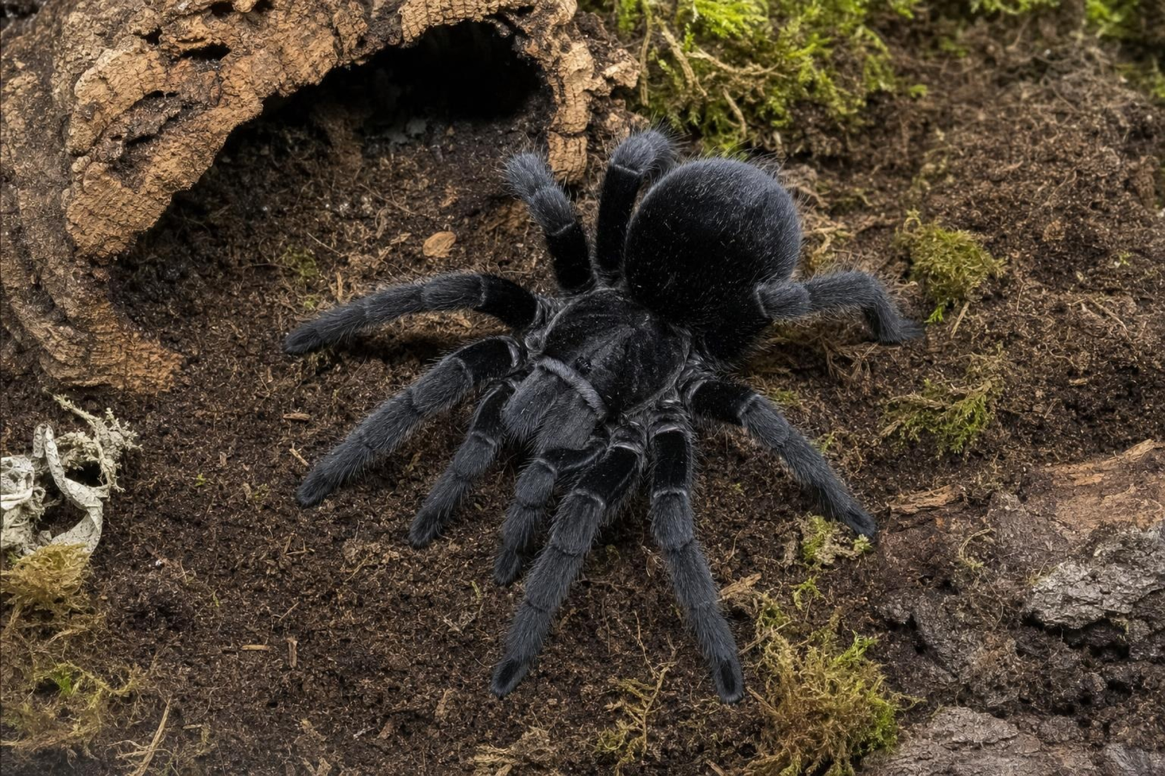 Brasilianische Schwarze Vogelspinne, Grammostola pulchra