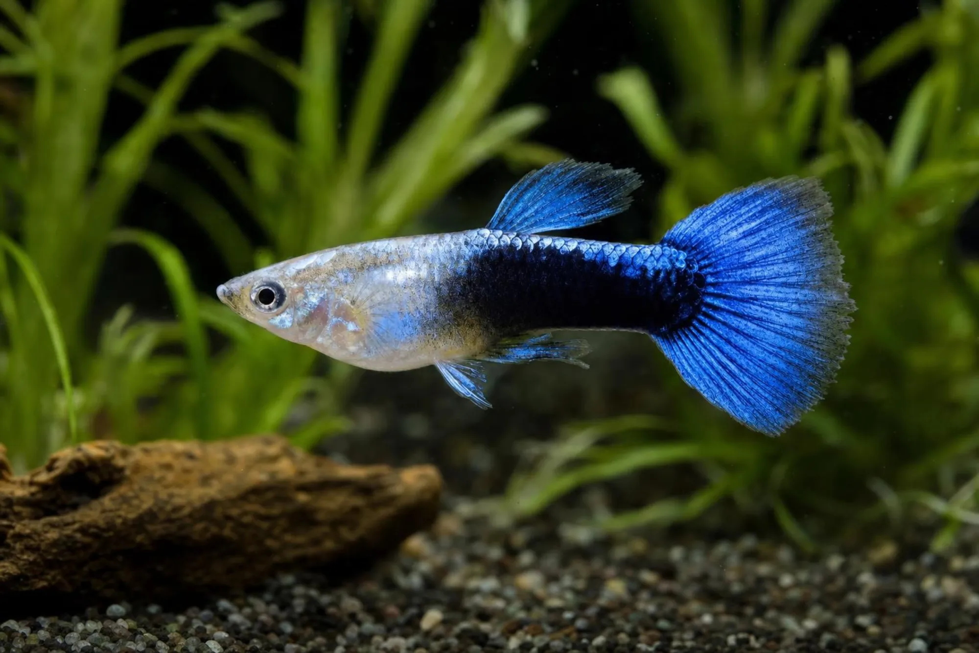 Neonpastell-Guppy, Männchen, Poecilia reticulata