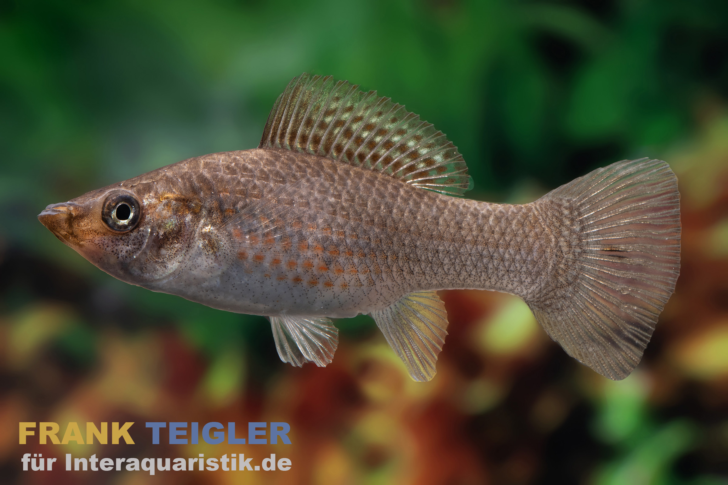 Segelkärpfling Grün, Poecilia velifera, Premium XL