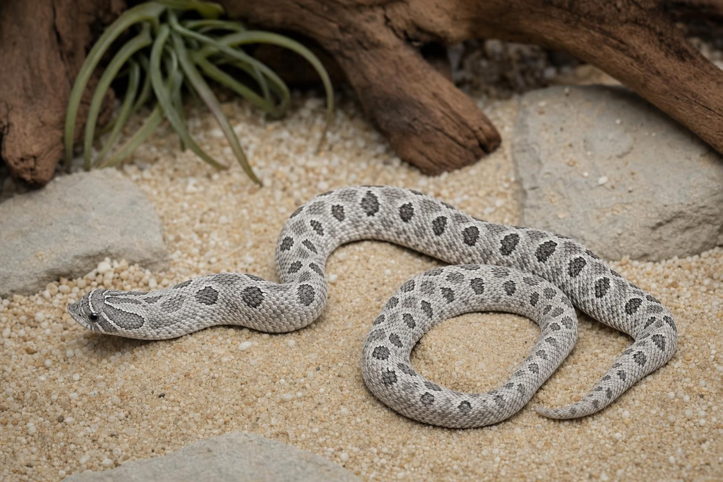 Westliche Hakennasennatter „Axanthic“, Heterodon nasicus