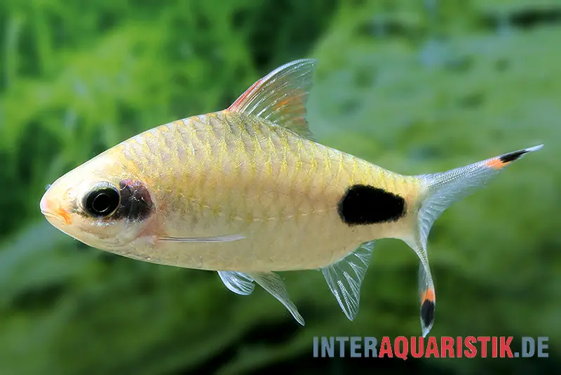 Apsara-Barbe, Dawkinsia apsara (Maskara-Barbe)