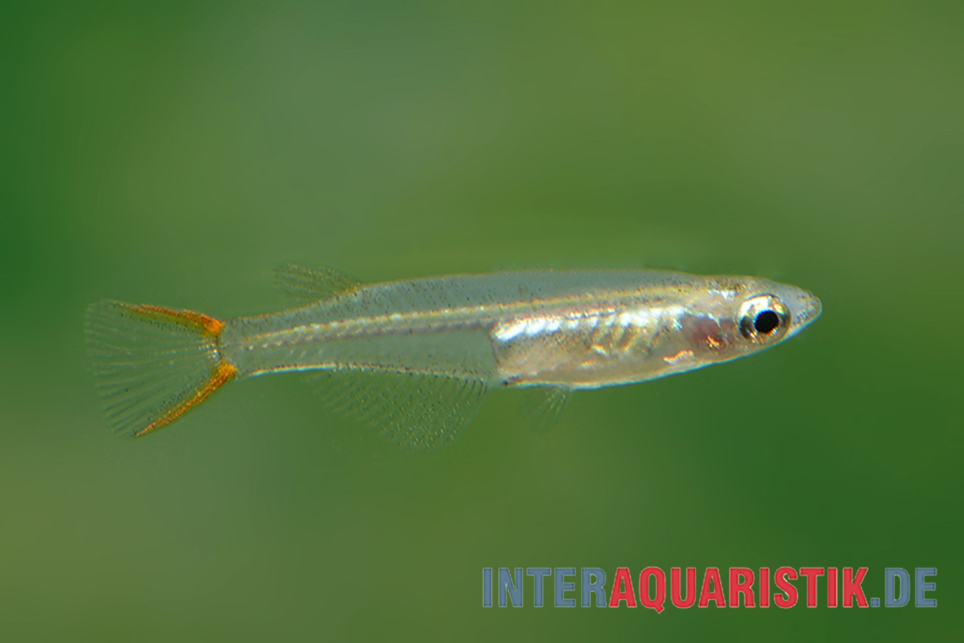 Rotschwanz-Reisfisch, Oryzias songkhramensis (Minifisch)