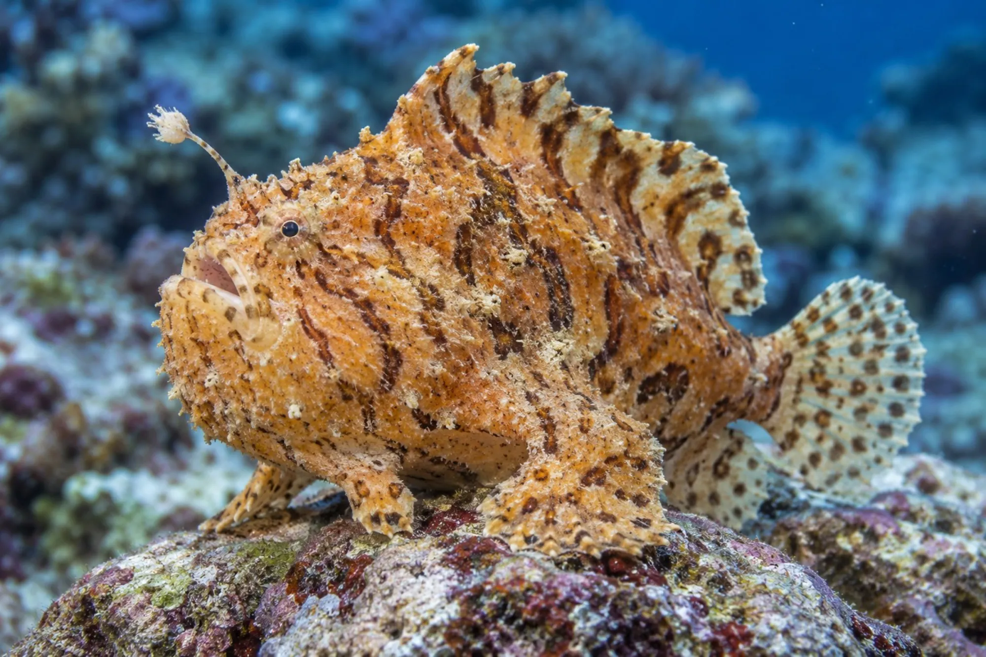 Tiger-Anglerfisch, Antennarius spec.