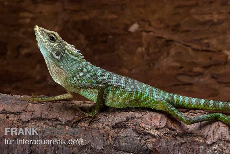 Borneo-Langschwanzagame, Bronchocela jubata