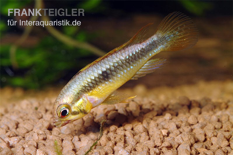 Wilhelmi Zwergbuntbarsch, Apistogramma sp. wilhelmi