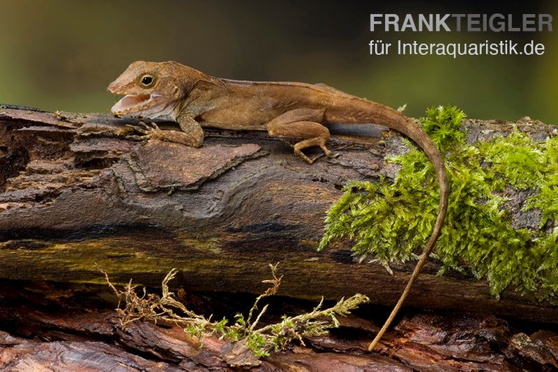 Kammanolis, Anolis cristatellus