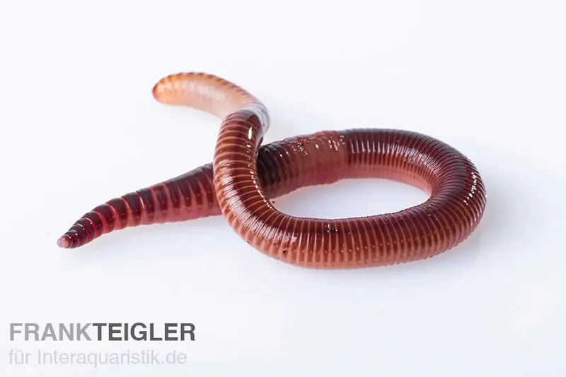 Rotwurm, Dendrobena veneta, 15 Stück