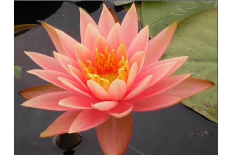 Orange Seerose, Nymphaea cololado