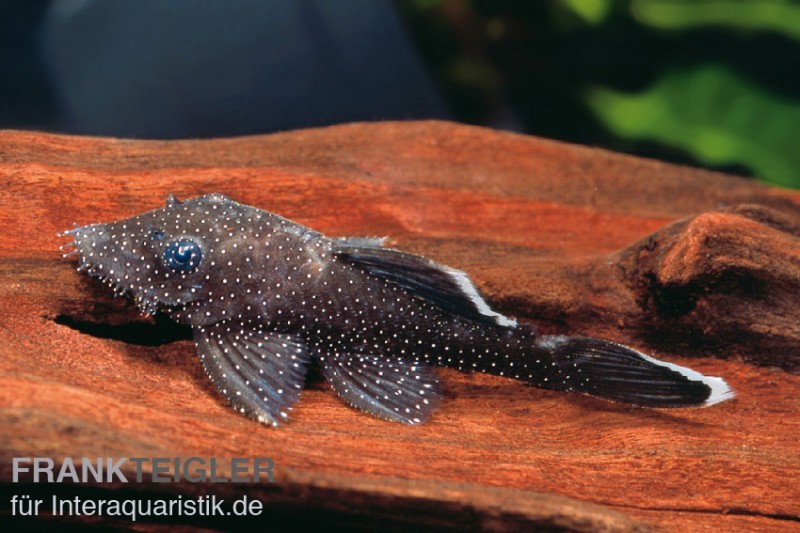 Blauer Antennenwels (echter), Ancistrus dolichopterus L183, 4-6 cm