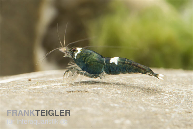 Green Hulk Garnele, Caridina logemanni Green Hulk (Taiwan Bee)