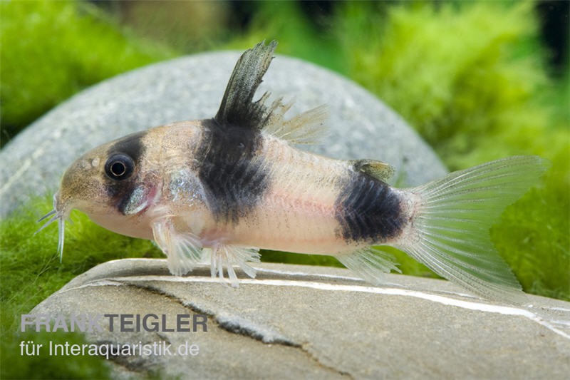 Weitzmans Panzerwels, Corydoras weitzmani