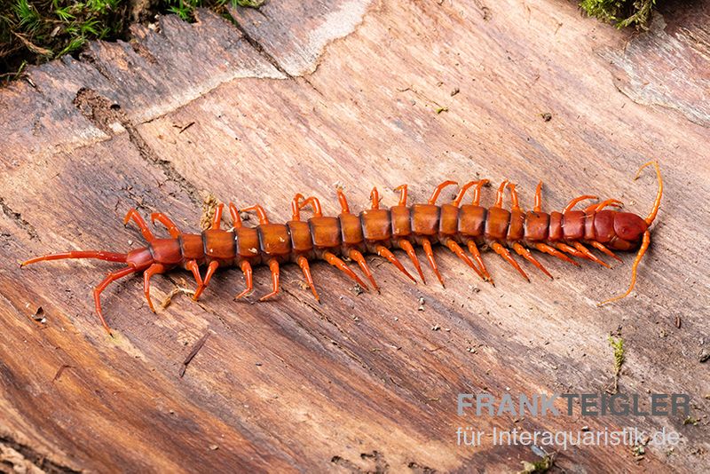 Hundertfüßer, Scolopendra subspinipes "Malay Red Cherry"